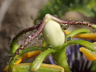 P1124699a.jpg